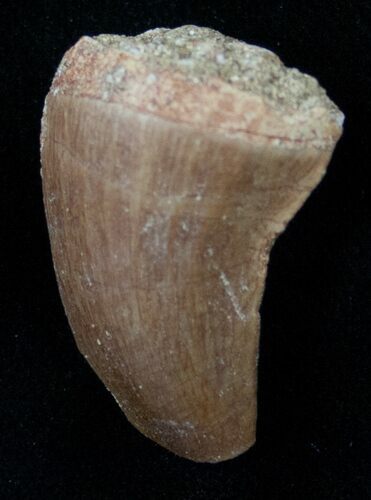 Mosasaur (Halisaurus Arambourgi) Tooth #17020